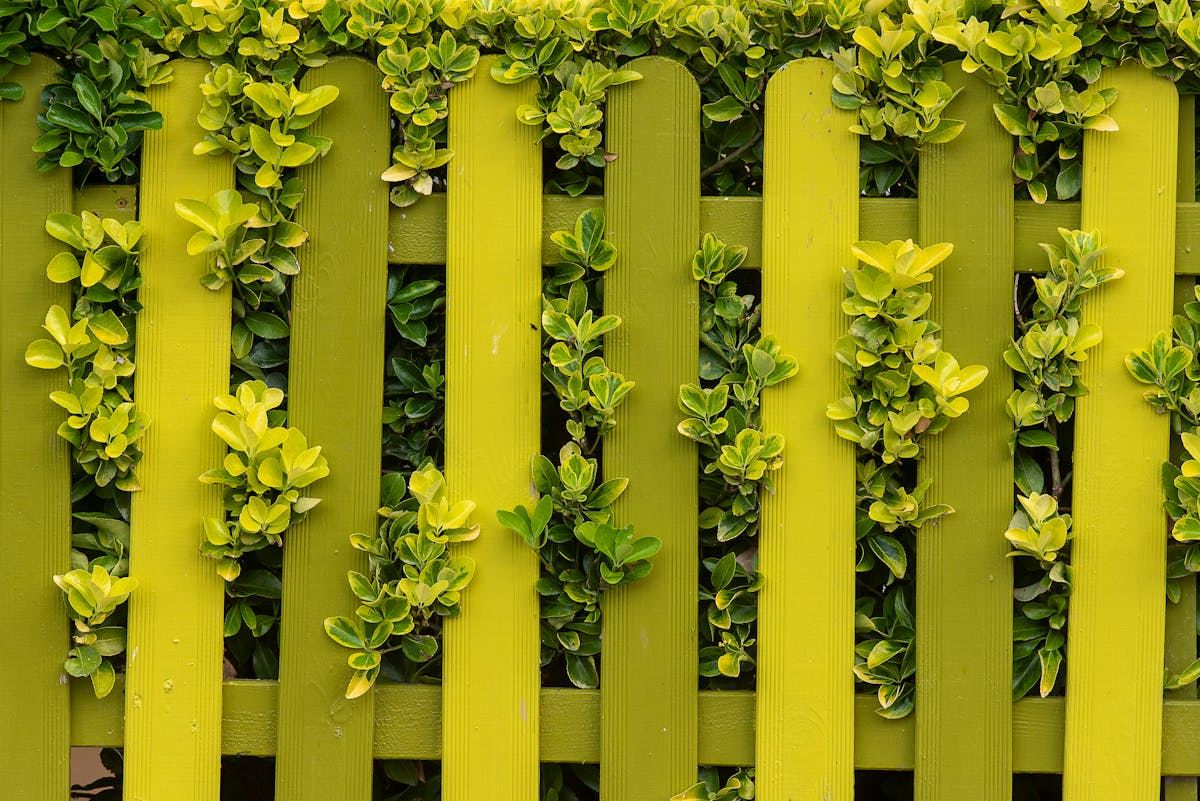 Green metal fence covered with climbing foliage used as a natural privacy screen hack