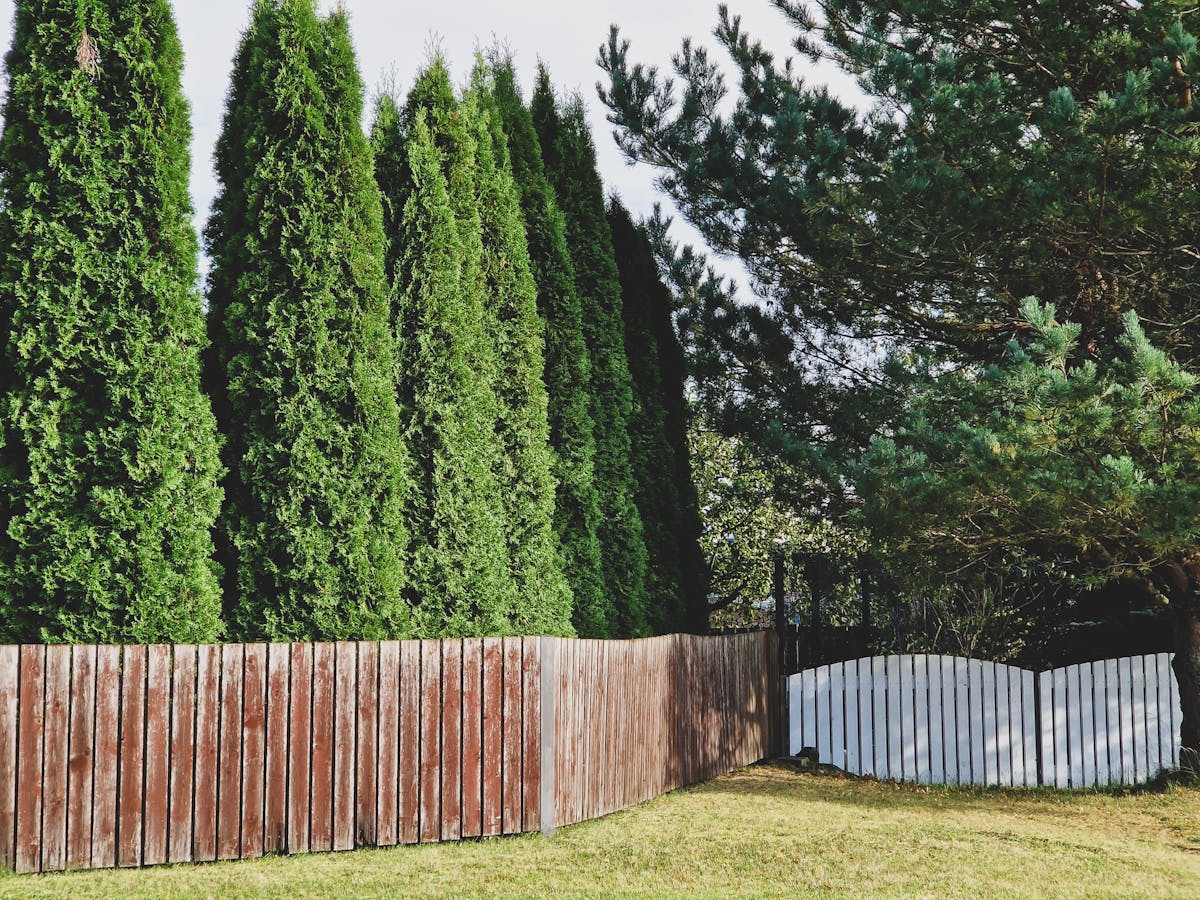 Tall weathered wooden privacy fence backed by thuja trees in a residential backyard