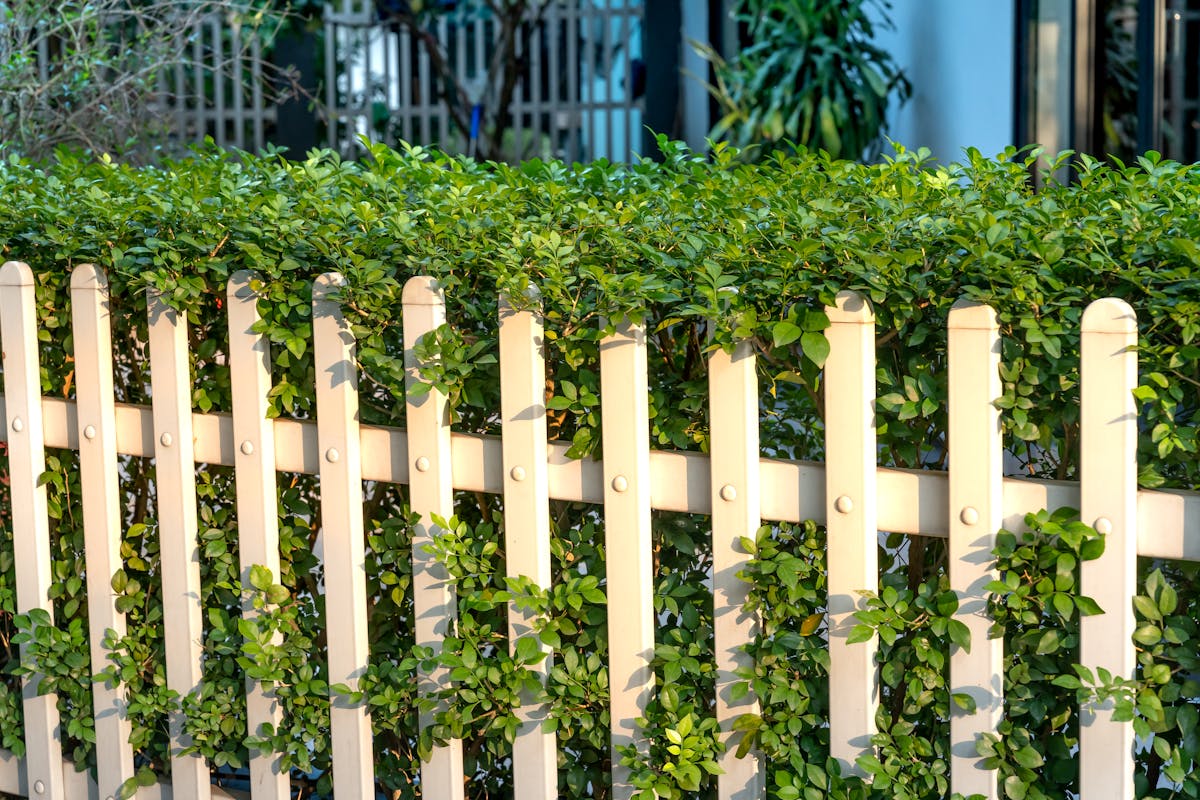 Sunlit white fence with green plants showing a low-maintenance vinyl style yard boundary